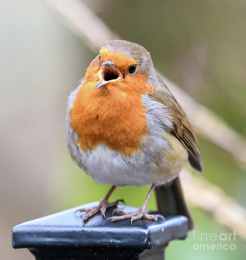 Singing Robin #1 Photograph by Colin Rayner