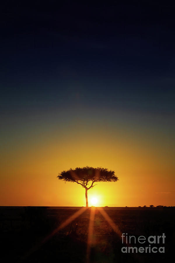 Single Acacia tree on the horizon at sunrise in the Masai Mara,  #1 Photograph by Jane Rix