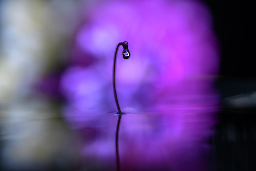 Single drop in front of purple color flower Photograph by Dan Friend
