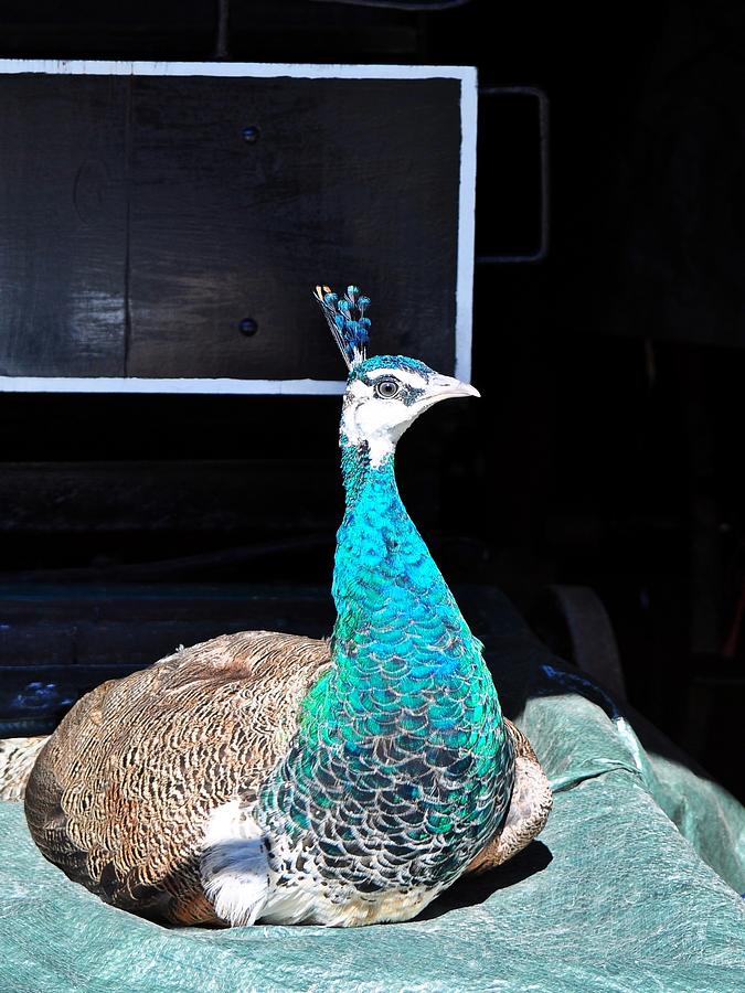 Single peacock #1 Photograph by Kacege Photography