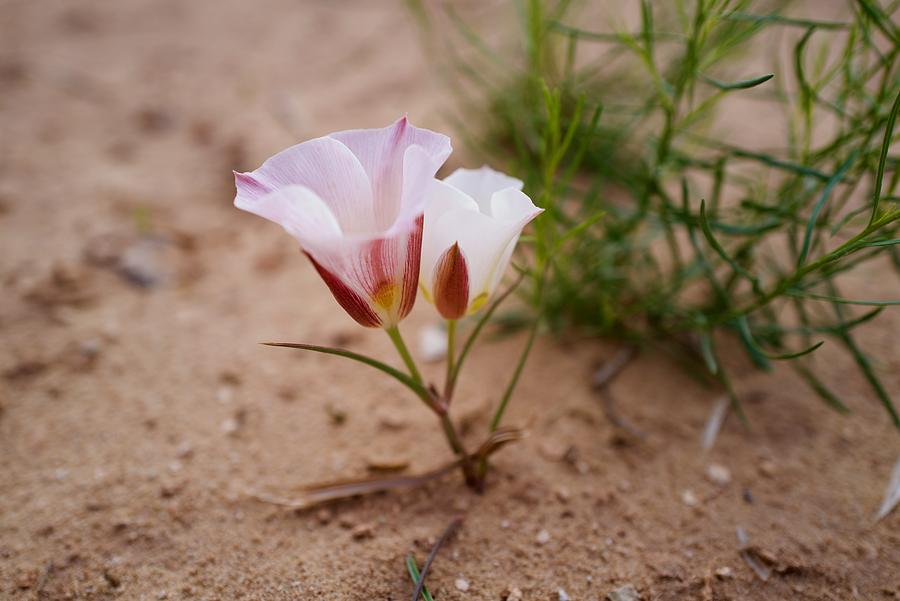 Single wildflower in the desert. #1 Photograph by WW News