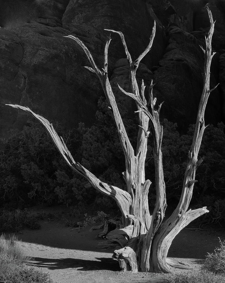 Skeleton of a Tree #1 Photograph by S Katz