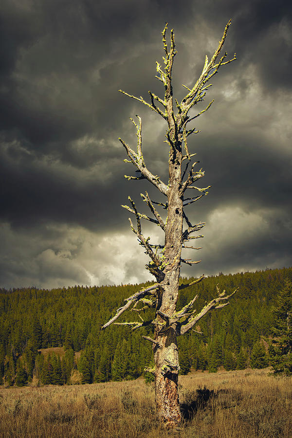 Skeleton Tree #1 Photograph by Jon Snyder