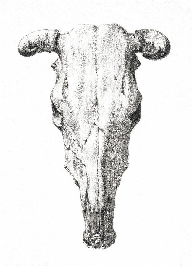 Vintage Drawing - Skull cattle horns vintage art old 1900 century hand painted illustration, skull #1 by Mounir Khalfouf