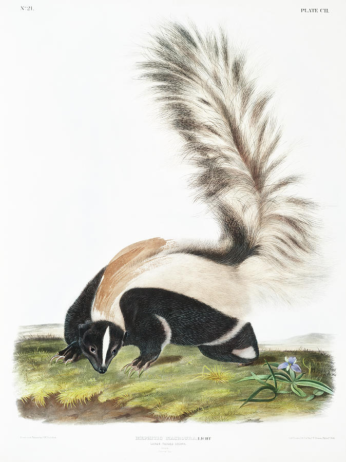 Large-tailed Skunk . John Woodhouse Audubon Illustration Mixed Media by World Art Collective