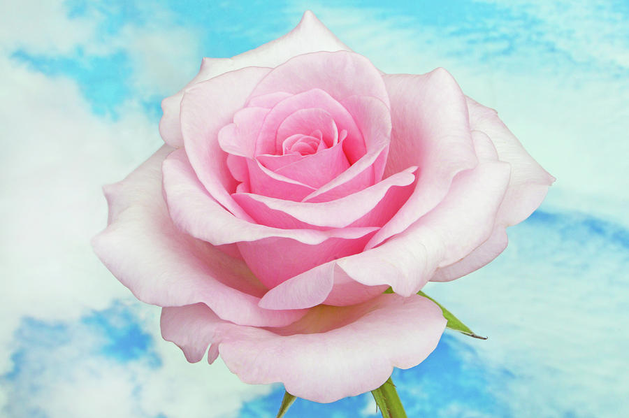Sky Pink Rose Photograph