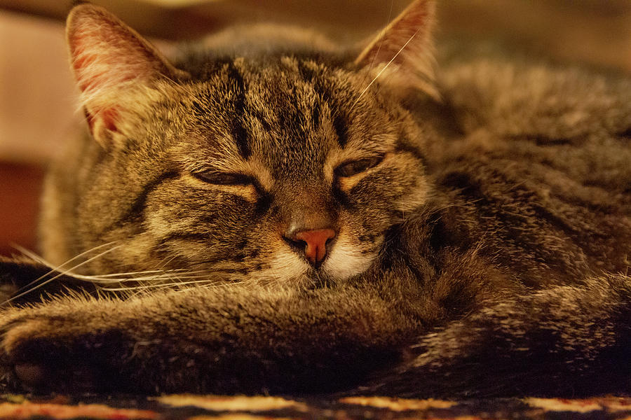 Sleeping cat #2 Photograph by Umberto Barone