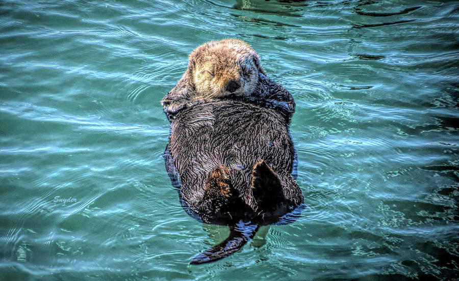 Sleeping Sea Otter #1 Photograph by Barbara Snyder