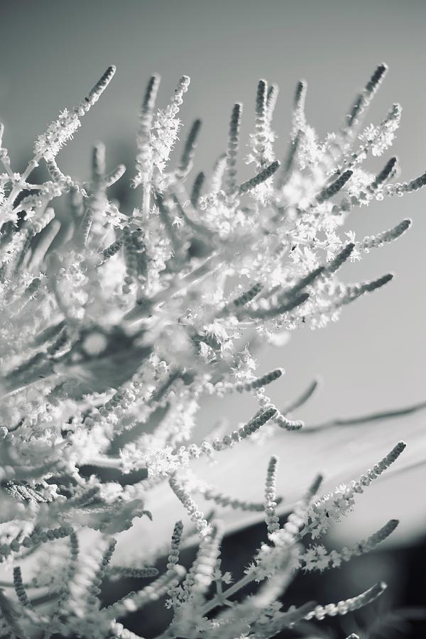 Small Flowers Black and White Photograph by Carine Martch | Fine Art ...