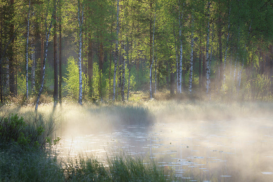 Nature Photograph - Small forest pond at sunrise #1 by Juhani Viitanen