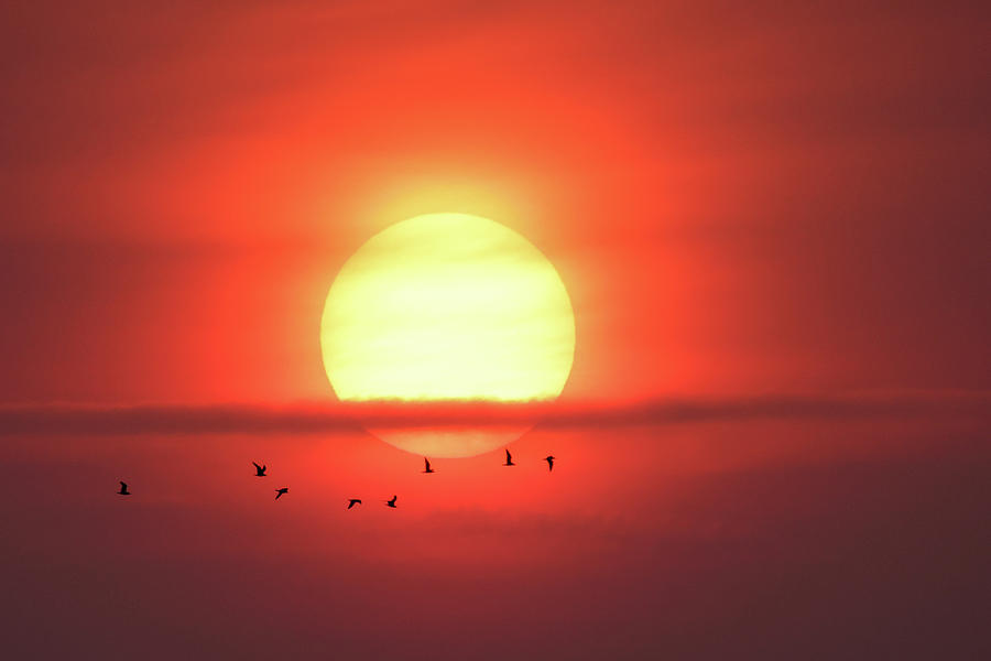 Smokey Sunrise Seagulls #1 Photograph by Brook Burling