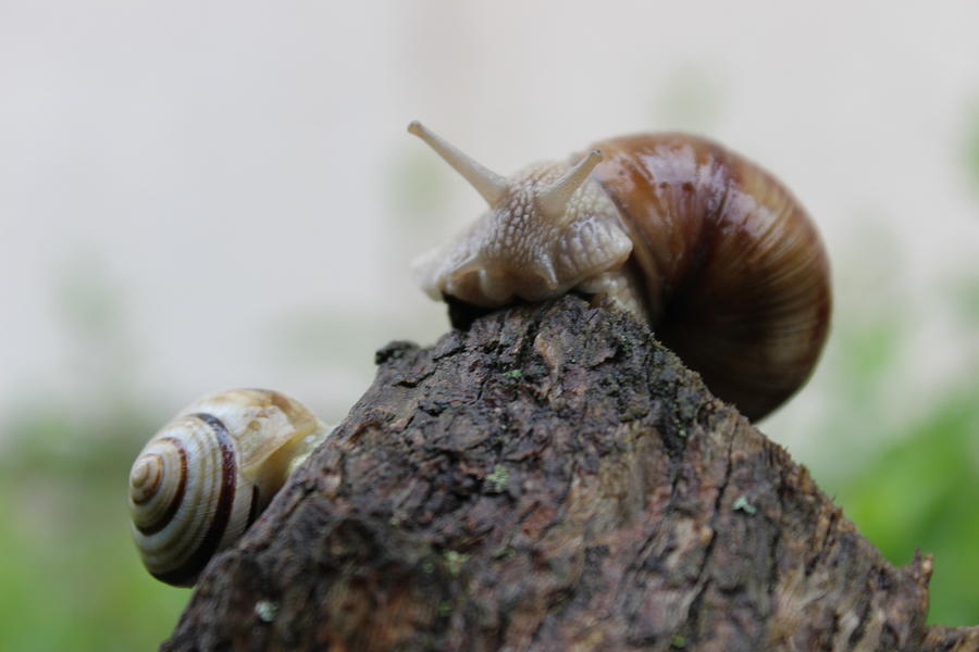 Snail Photograph - Snail #1 by Biljana Minic