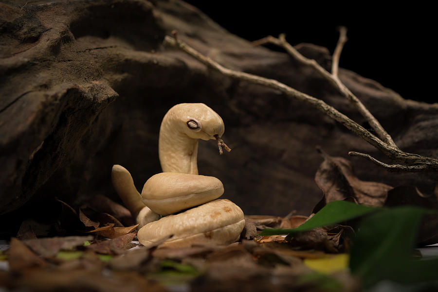 Snake Cashew Nut #1 Photograph by Cacio Murilo De Vasconcelos