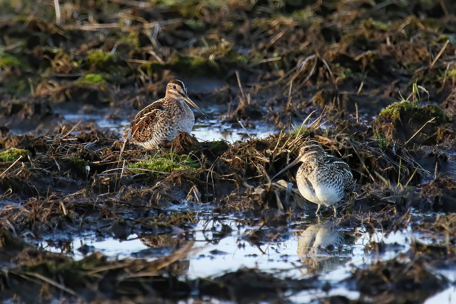Snipe #1 Photograph by Brook Burling