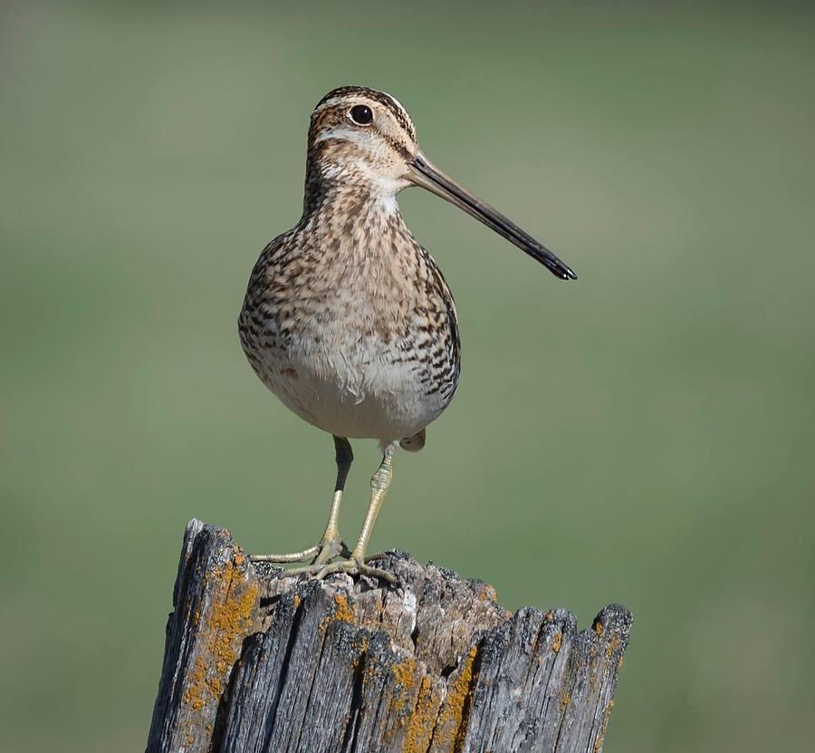 Snipe Photograph by Kerry Singleton - Fine Art America