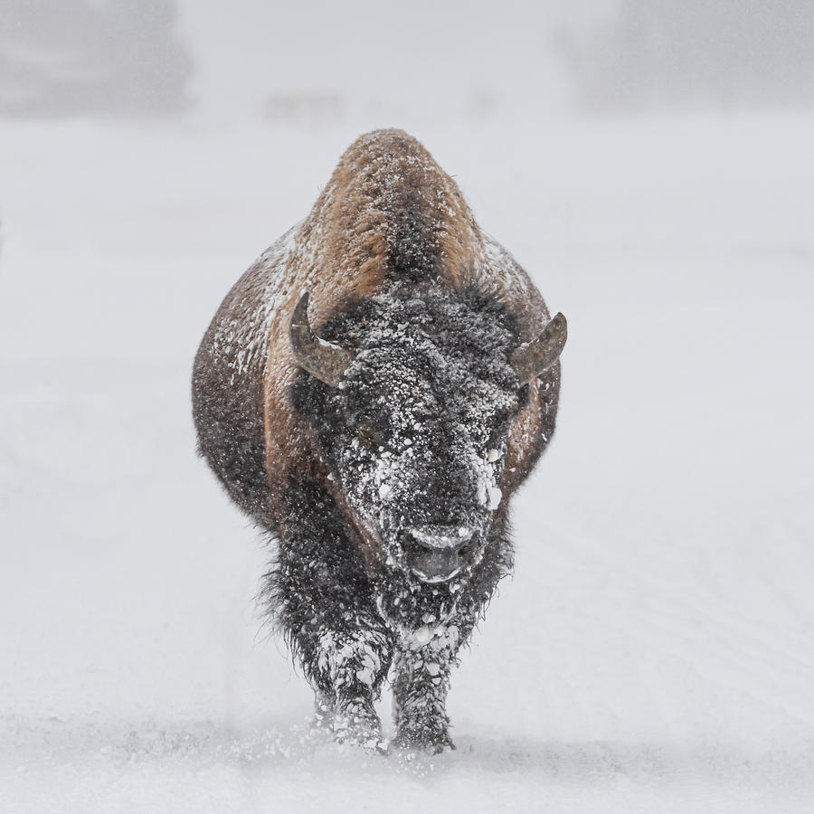 Snow Covered Bison #1 Photograph by Brenda Jacobs