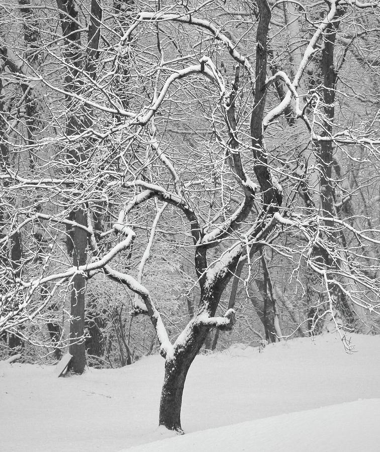 Snow Dance #1 Photograph by Joy Buckels