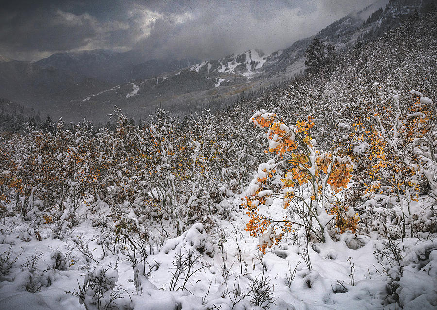 Snow Dusted Aspens 2, Utah #1 Photograph by Abbie Matthews