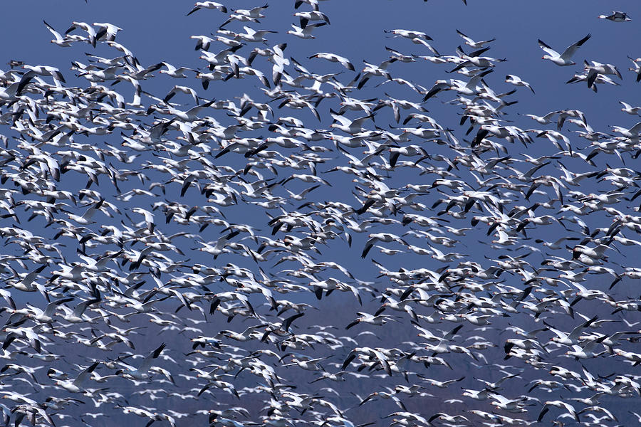 Snow Geese Flock in Flight #1 Photograph by Flinn Hackett