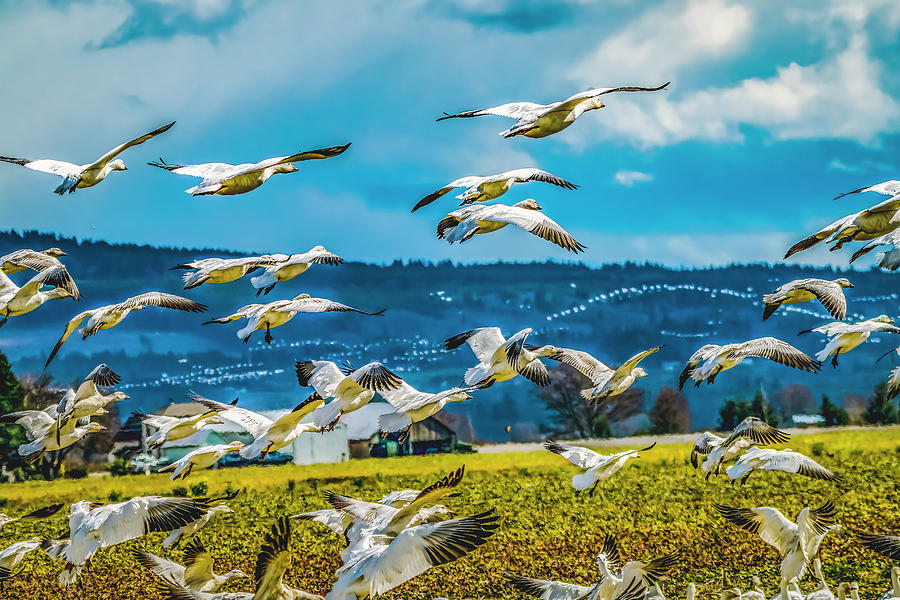 Snow Geese Flying Skagit Valley Washington Photograph by William Perry