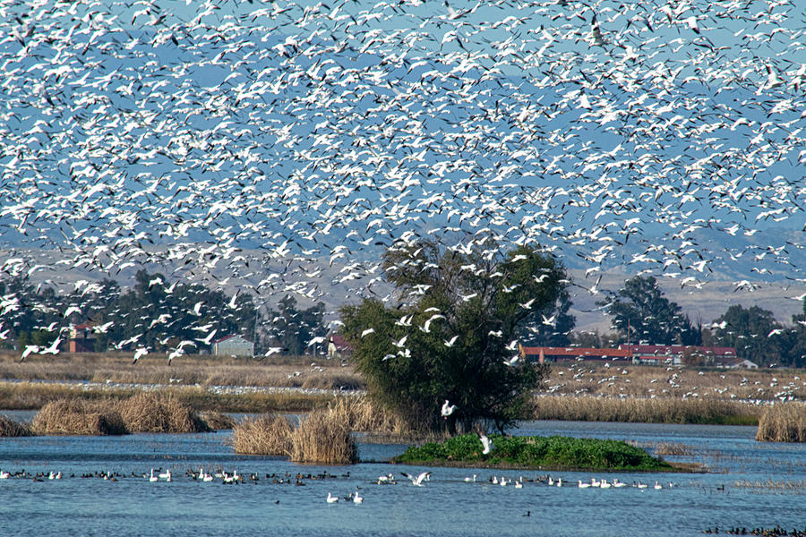 Snow Geese Landing #2 Photograph by Frank Wilson