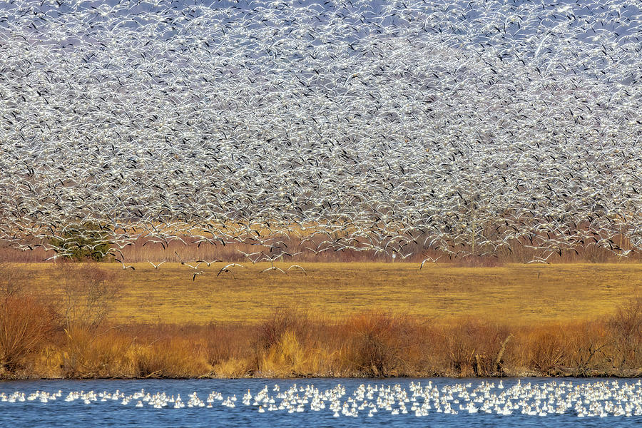 Snow Geese Migration #1 Photograph by Susan Candelario