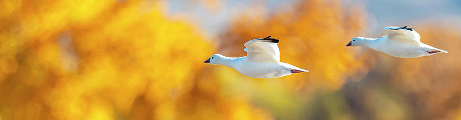 Snow Geese #1 Photograph by Paul Freidlund