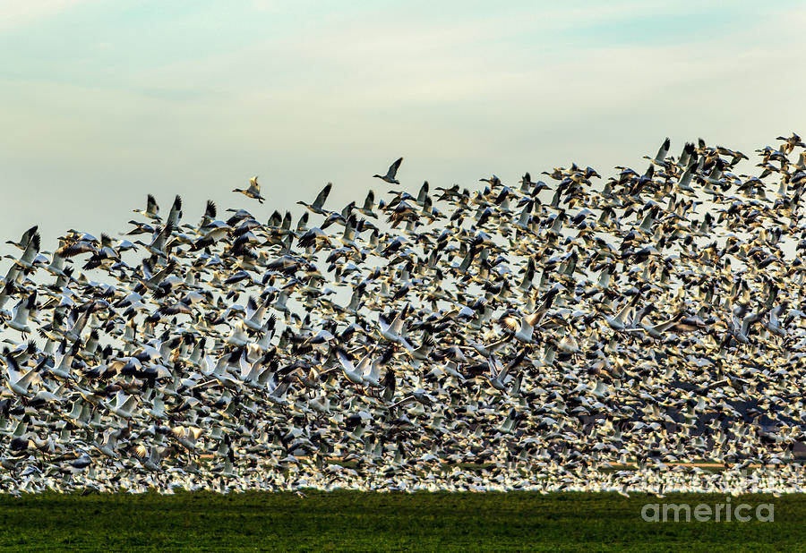 Snow Geese Takeoff 2 in Mount Vernon Photograph by Sea Change Vibes