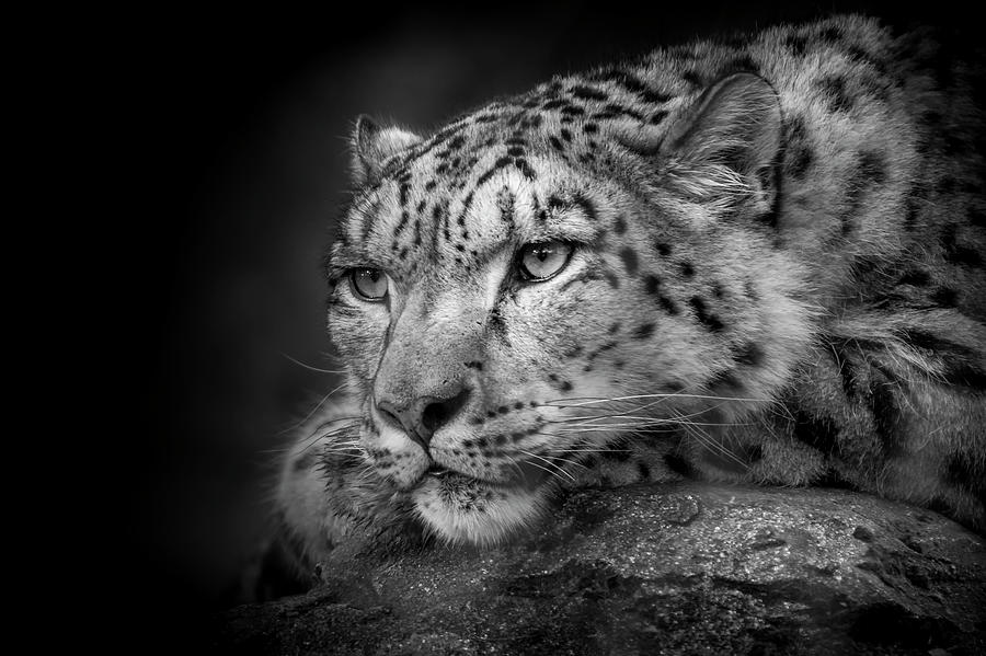 Snow Leopard  #1 Photograph by Chris Boulton
