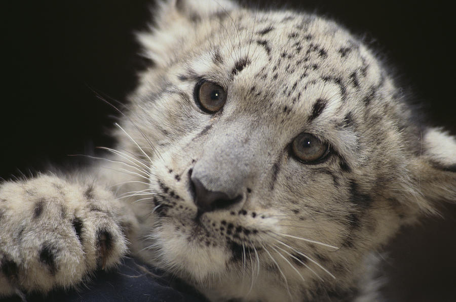 Snow Leopard Cub #1 Photograph by Fuse