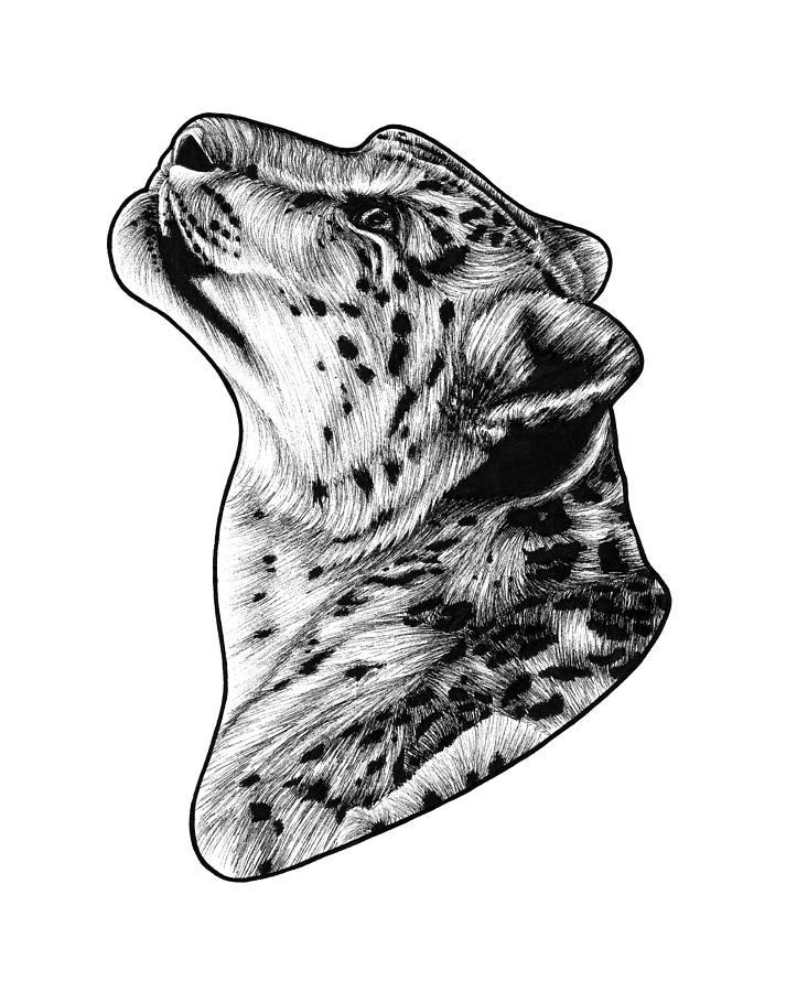 Leopard Drawing - Snow leopard #2 by Loren Dowding