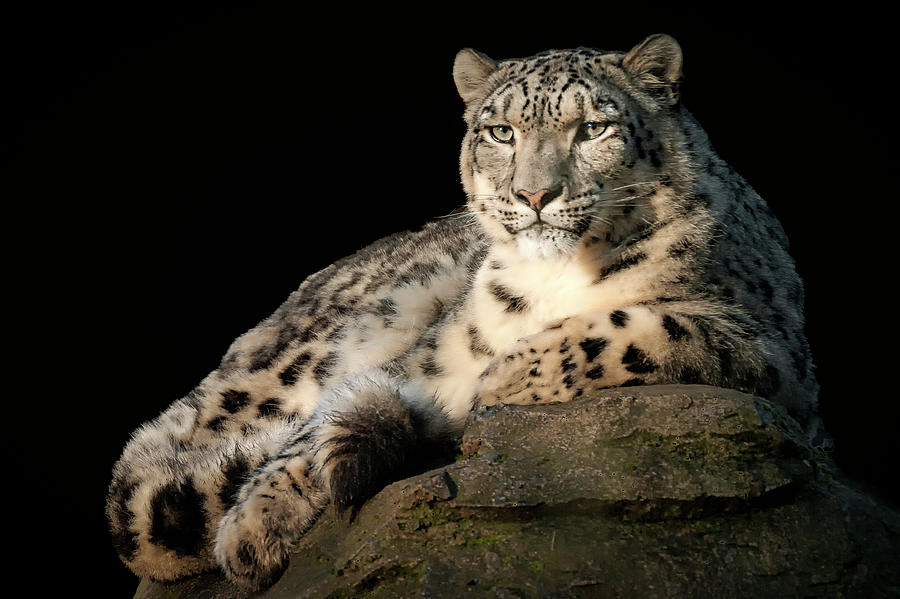 Snow Leopard portrait Photograph by Chris Boulton