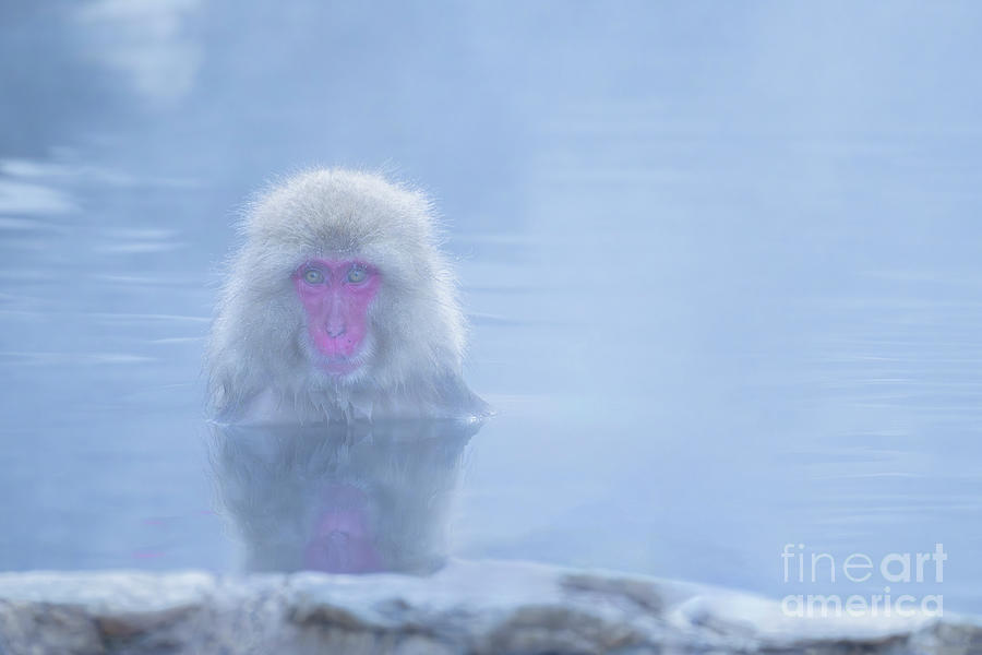 Snow Monkey #1 Photograph by Kiran Joshi