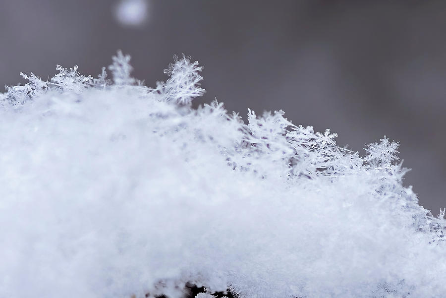 Snow on a Weed #0374 Photograph by Julie Horning - Fine Art America