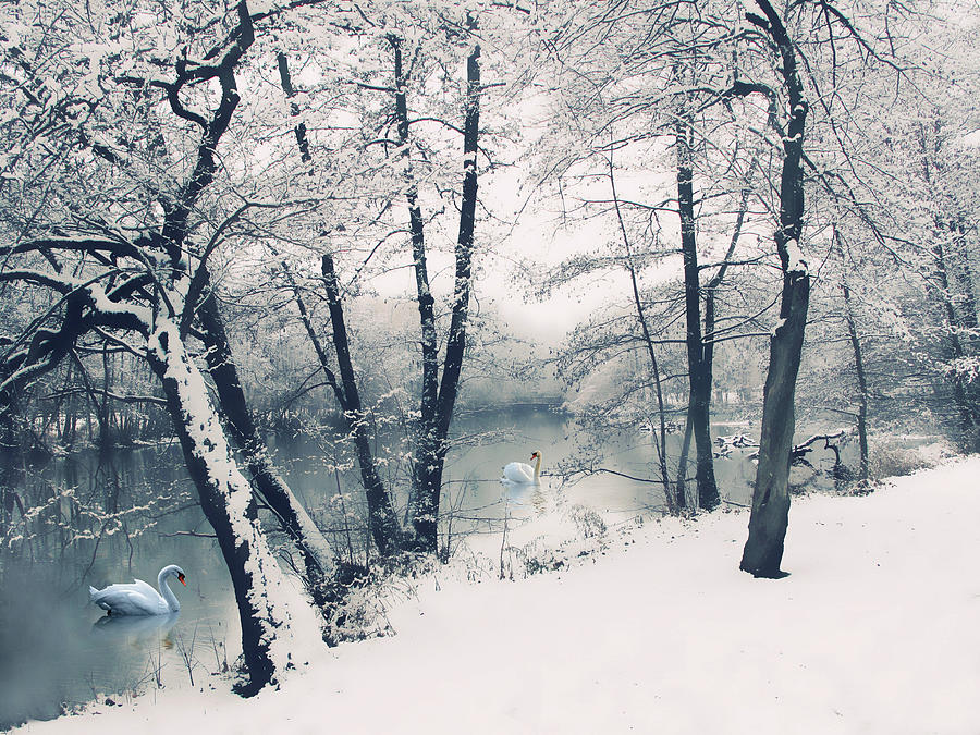 Snow Pond Photograph by Jessica Jenney