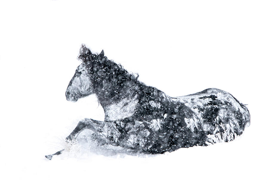 Snow Stallion #1 Photograph by Kent Keller