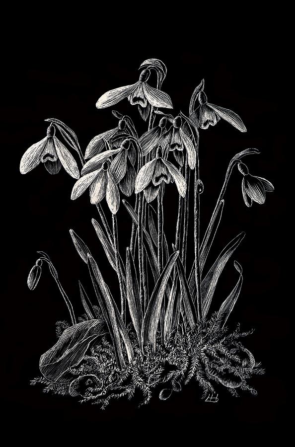 Snowdrops #1 Drawing by Lynne Henderson