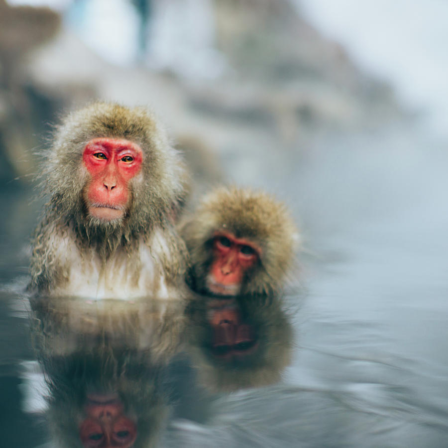 #snowmonkeysaturday Jigokudani Monkey Park, Nagano, Japan Photograph by Eugene Nikiforov