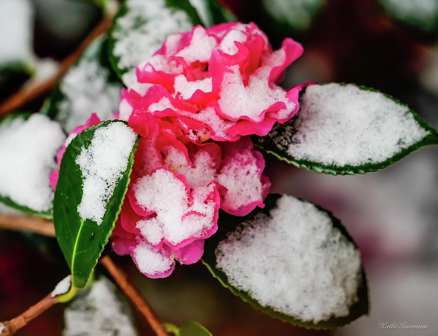 Snowy Camellia I Photograph by Kathi Isserman