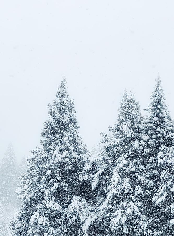 Snowy Day #1 Photograph by Steph Gabler