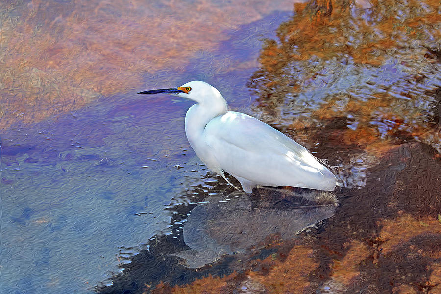 Snowy Egret 9C #2 Photograph by Sally Fuller