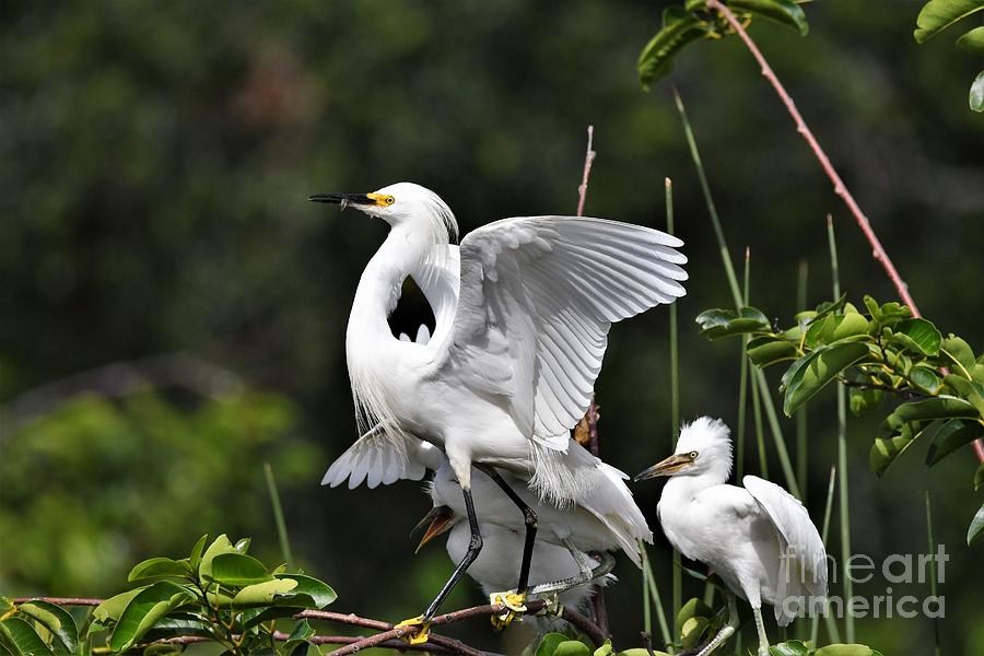 Snowy Egret Family #1 Photograph by Julie Adair