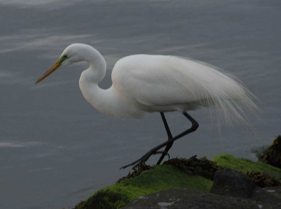 Snowy Egret Looking for a Snack #1 Photograph by Alan Goldberg