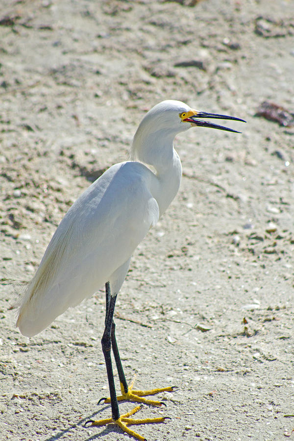Snowy Egret #2 Photograph by Nautical Chartworks