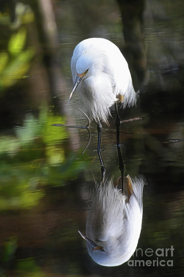 Snowy Egret Reflection #1 Photograph by Kathy Baccari