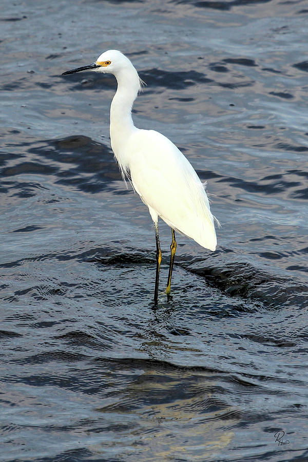 Egret Photograph - Snowy Egret #1 by Robert Harris