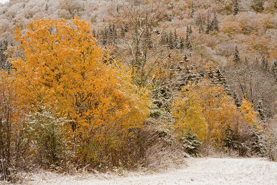 Snowy Fall Maples #1 Photograph by Irwin Barrett