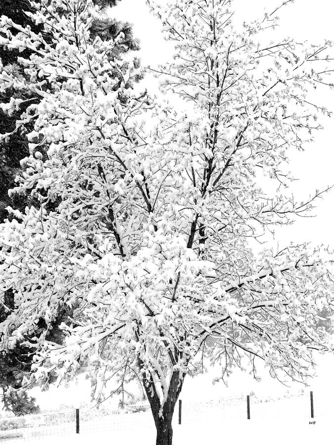  A Snowy Morn Photograph by Will Borden