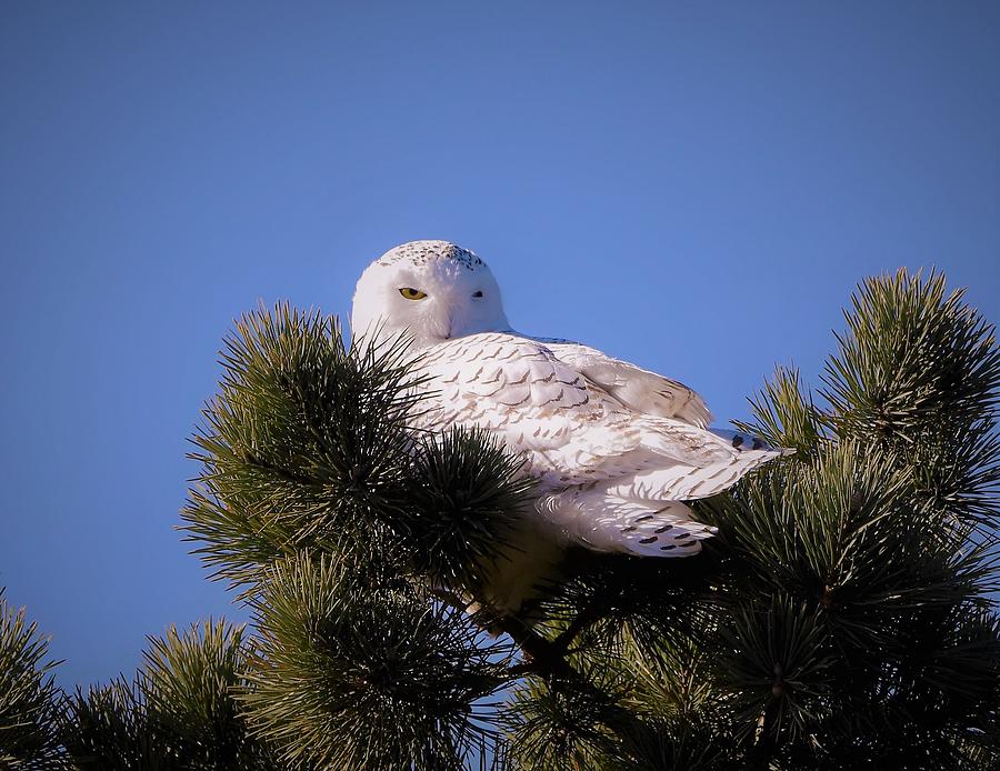 - Snowy Owl 4 #2 Photograph by THERESA Nye