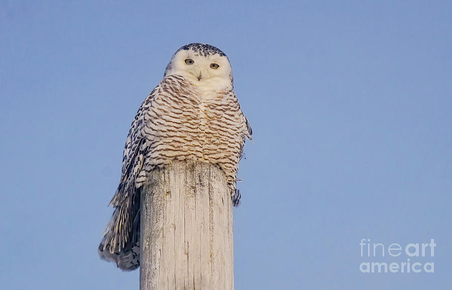 Snowy Owl #1 Photograph by Charline Xia